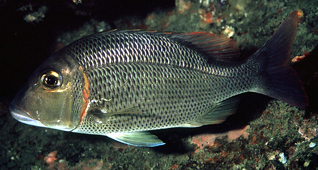 Lethrinus crocineus